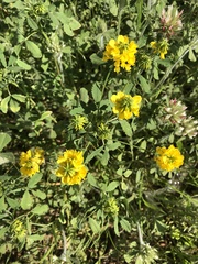 Trigonella esculenta