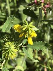 Trigonella esculenta