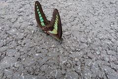 Graphium sarpedon