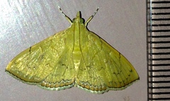 Hyalobathra crenulata