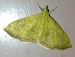 Hyalobathra crenulata