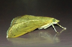 Hyalobathra crenulata