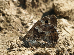 Hipparchia pellucida
