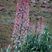 Foxtail Lilies - Photo (c) Oron Peri, some rights reserved (CC BY-NC-ND), uploaded by Oron Peri