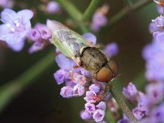 Odontomyia angulata