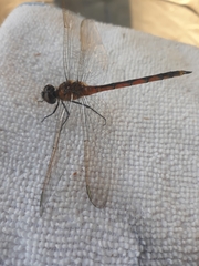 Brachymesia