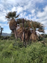 Trithrinax campestris