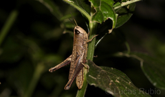 Amblytropidia robusta