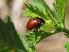 Chrysolina polita