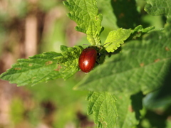 Chrysolina polita
