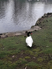 Cygnus melancoryphus