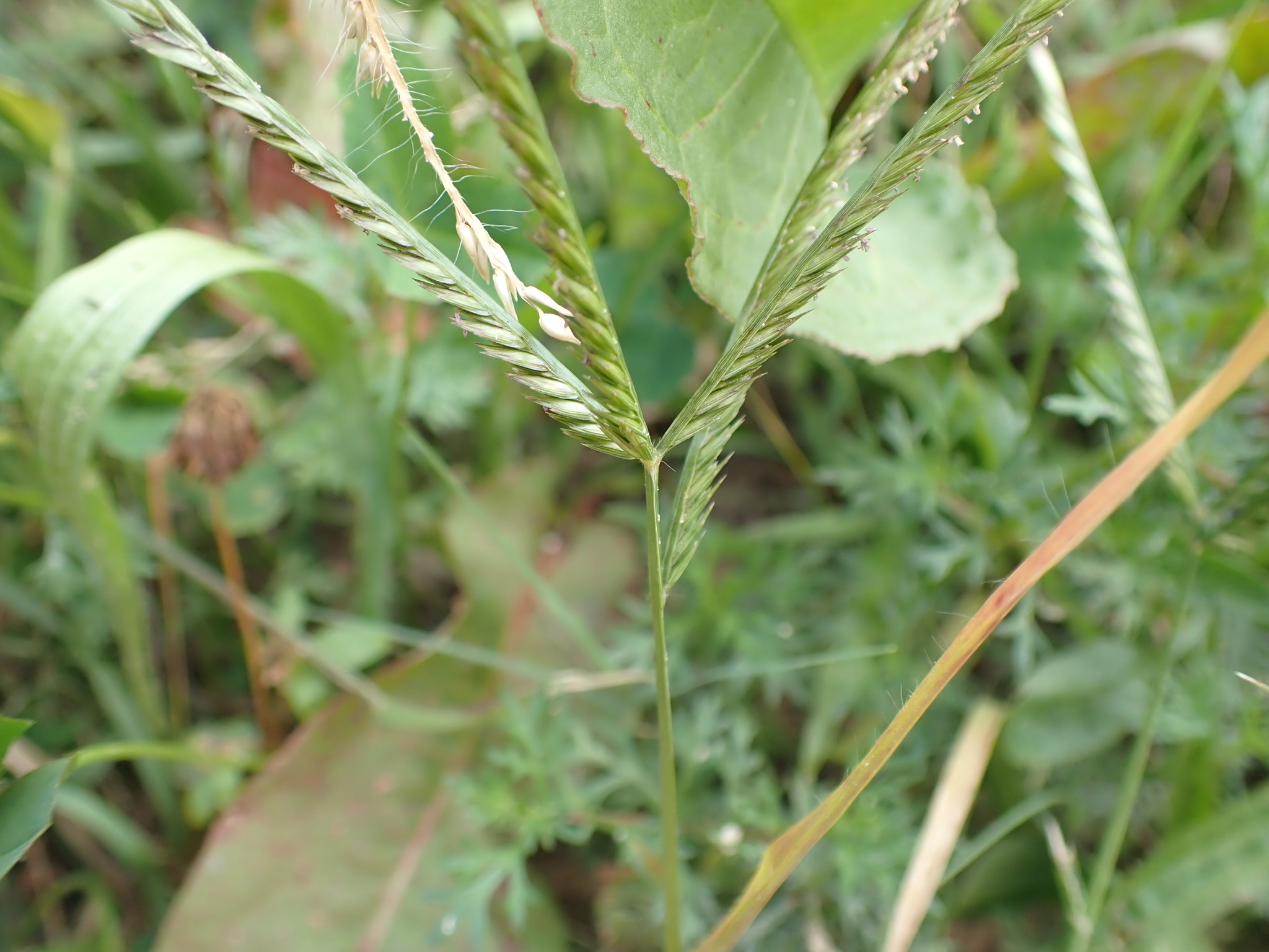 (c) David Hoare, certains droits réservés (CC BY-NC) https://www.inaturalist.org/observations/70552613