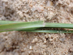 Eleusine coracana