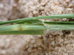 Eleusine coracana