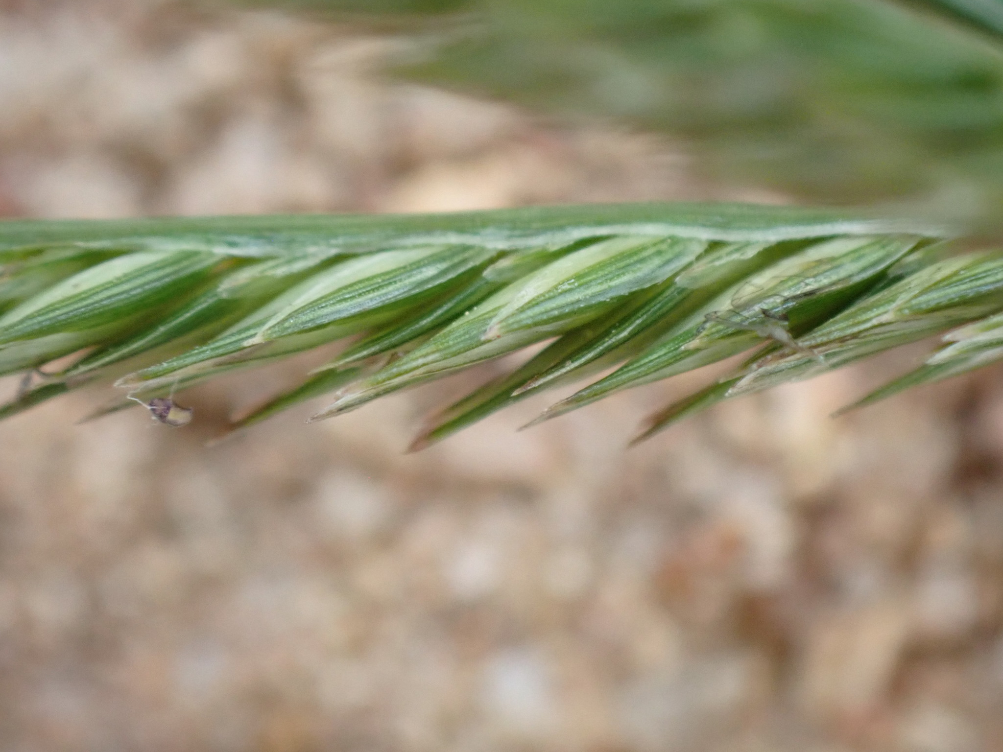 (c) David Hoare, certains droits réservés (CC BY-NC) https://www.inaturalist.org/observations/70552613