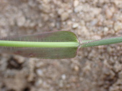 Urochloa oligotricha