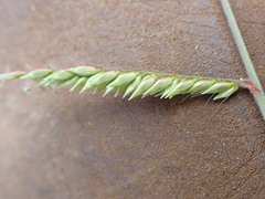 Urochloa oligotricha