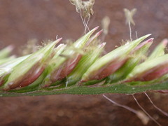 Urochloa oligotricha