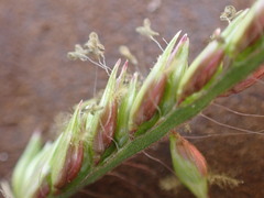 Urochloa oligotricha