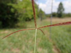 Chloris pycnothrix