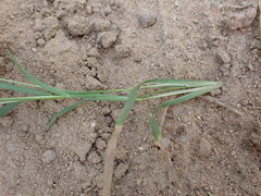 Chloris pycnothrix