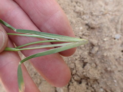 Chloris pycnothrix