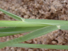 Chloris pycnothrix