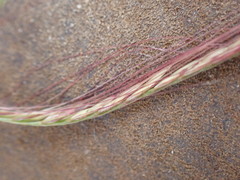 Chloris pycnothrix
