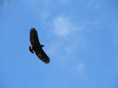 Buteogallus anthracinus utilensis