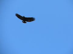 Buteogallus anthracinus utilensis