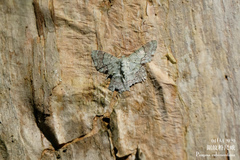 Pingasa rubimontana
