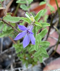 Billardiera variifolia