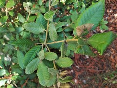 Notholithocarpus densiflorus densiflorus