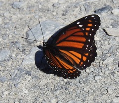 Limenitis archippus watsoni