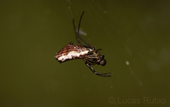 Micrathena nigrichelis