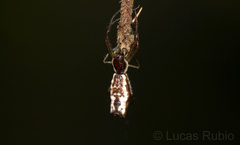 Micrathena nigrichelis