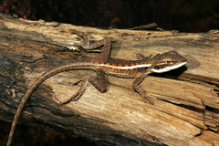 Horner's Dragon photo 5