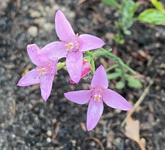 Boronia spathulata
