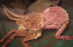 Paralithodes camtschaticus