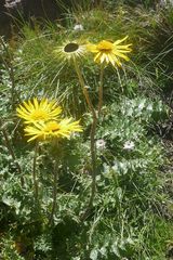 Berkheya multijuga