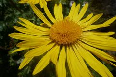 Berkheya multijuga