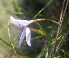 Brownleea macroceras