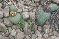 Massonia wittebergensis