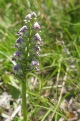 Disperis cardiophora