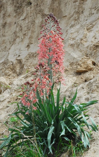 Eremurus alberti