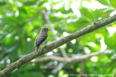 Muscicapa sibirica