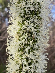 Xanthorrhoea platyphylla
