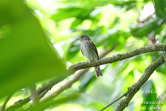 Muscicapa sibirica