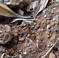 Sceliphron coromandelicum