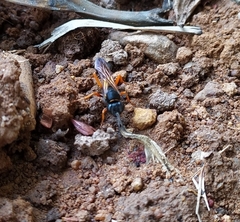 Sceliphron coromandelicum